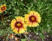 gaillardia pulchella 4-11.jpg